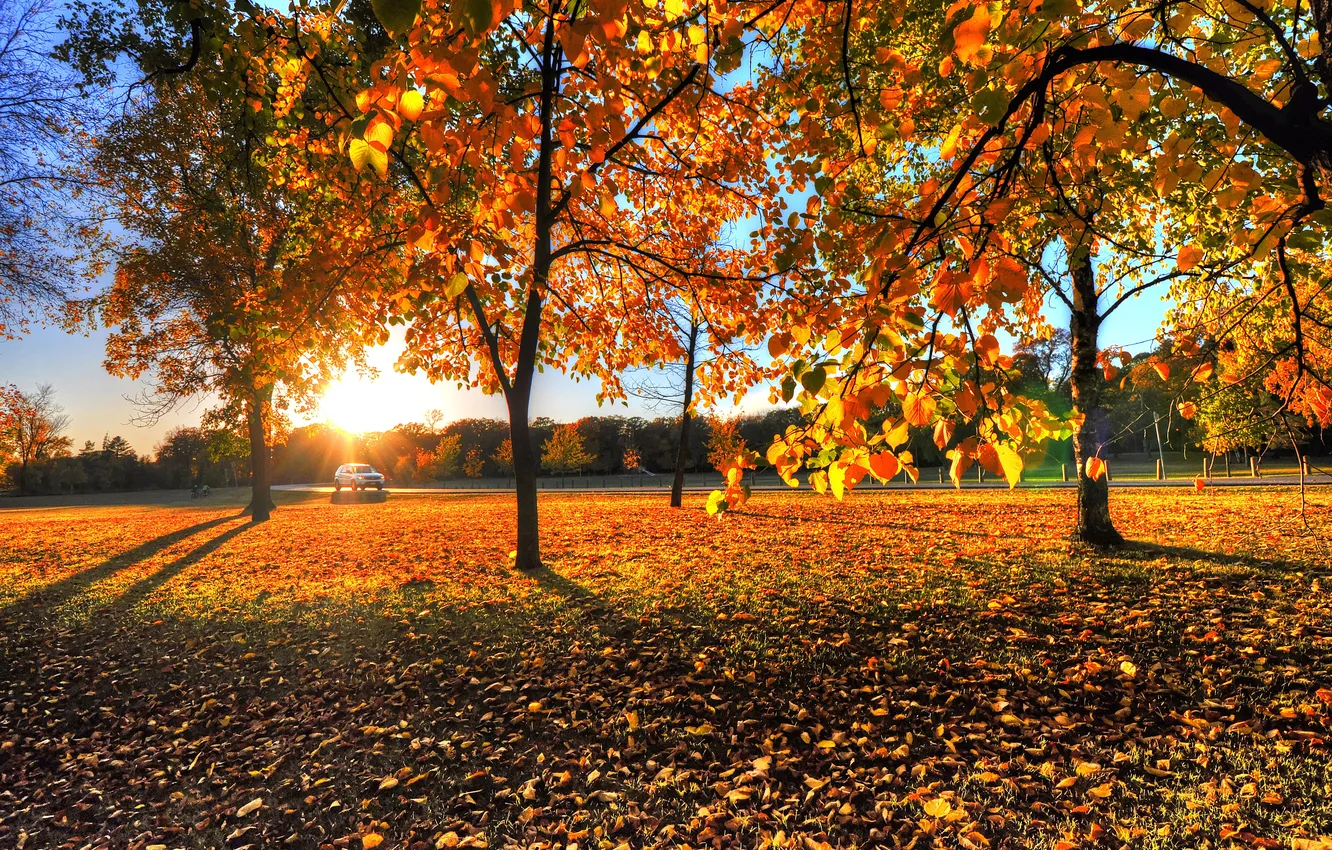 Photo wallpaper autumn, leaves, trees, sunset, nature, photo, dawn