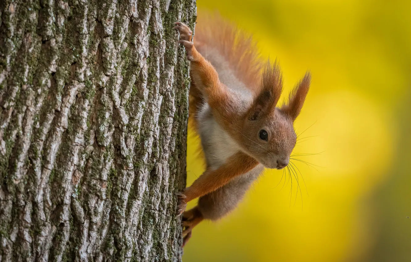 Photo wallpaper look, trees, nature, pose, legs, protein, red, bark