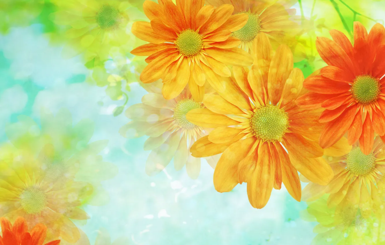 Photo wallpaper flowers, background, Wallpaper, light