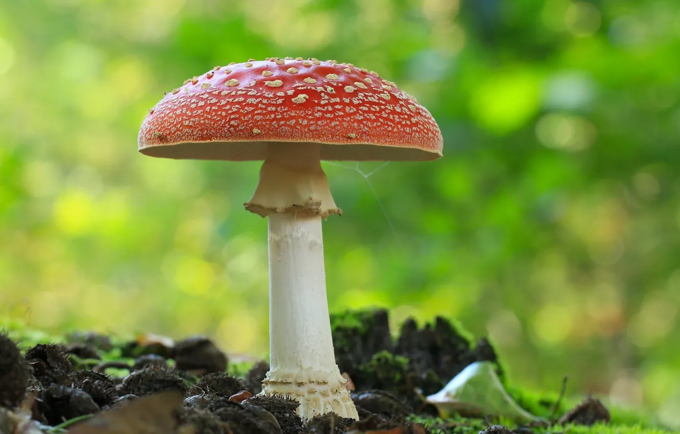 Photo wallpaper background, mushrooms, mushroom, lonely