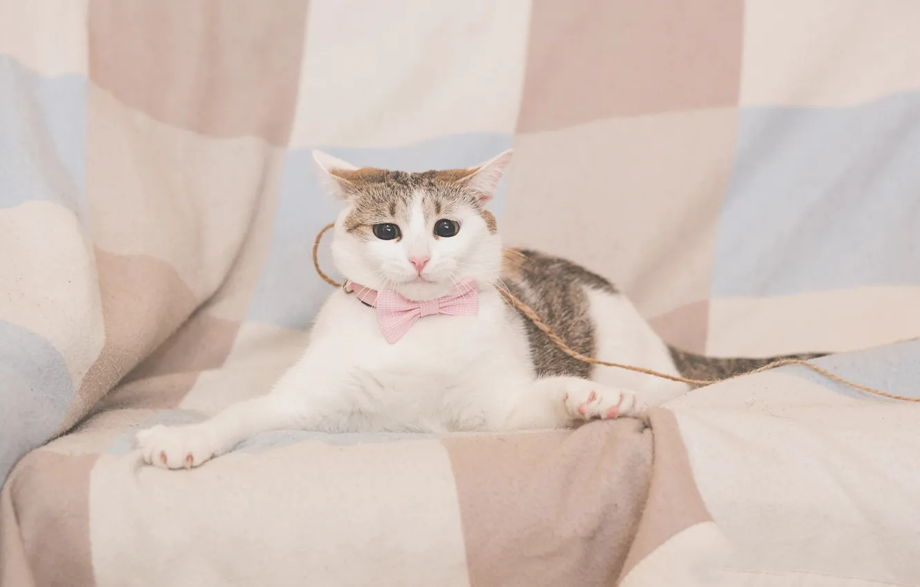 Photo wallpaper cat, cat, look, pose, sofa, rope, lies, leash