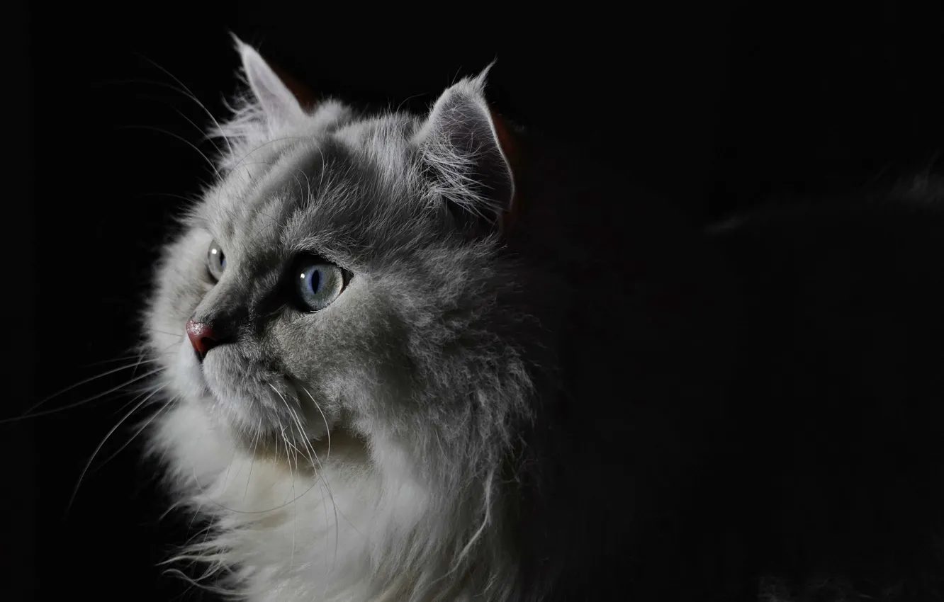 Photo wallpaper fluffy, Cat, British
