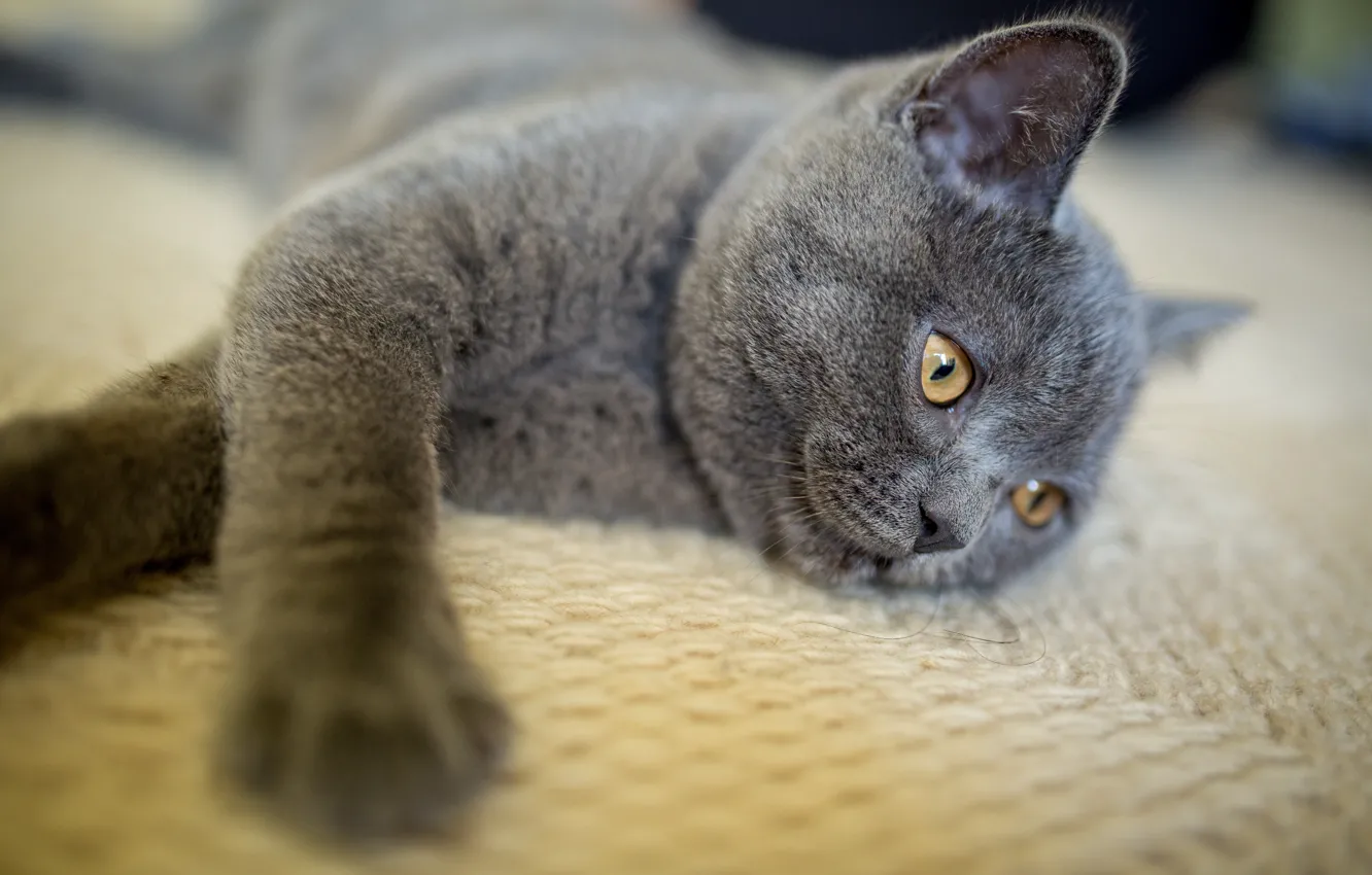 Photo wallpaper cat, cat, look, pose, grey, legs, blanket, lies