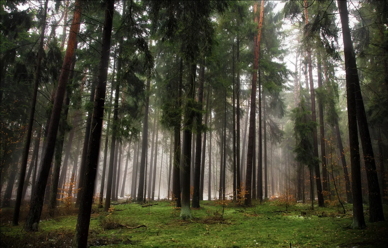 Photo wallpaper autumn, forest, trees, fog, coniferous