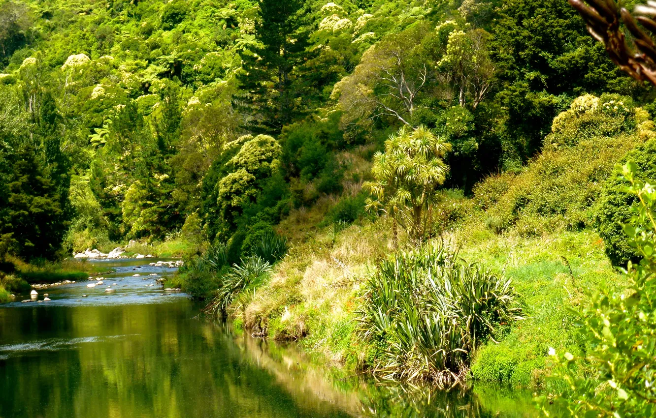Photo wallpaper forest, nature, river, Ohinemuri river