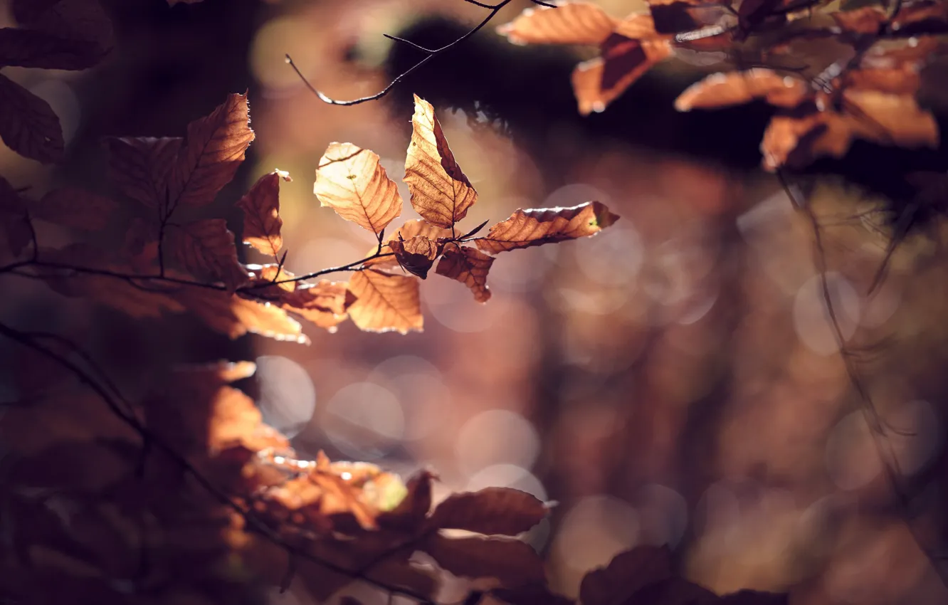 Photo wallpaper autumn, leaves, nature, color