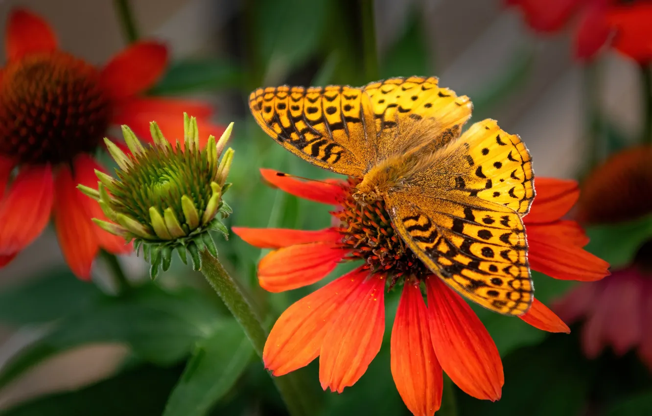 Photo wallpaper macro, flowers, yellow, butterfly