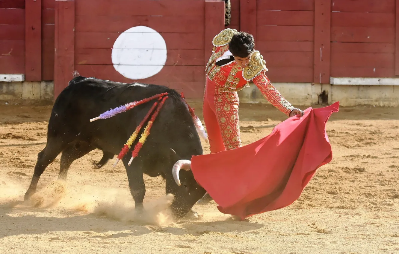 Photo wallpaper bull, Matador, Korea