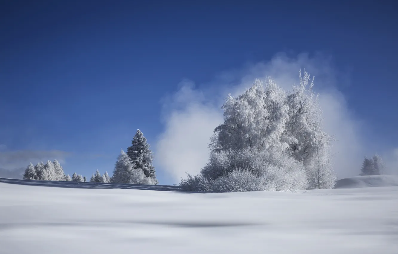 Photo wallpaper winter, snow, trees, frost