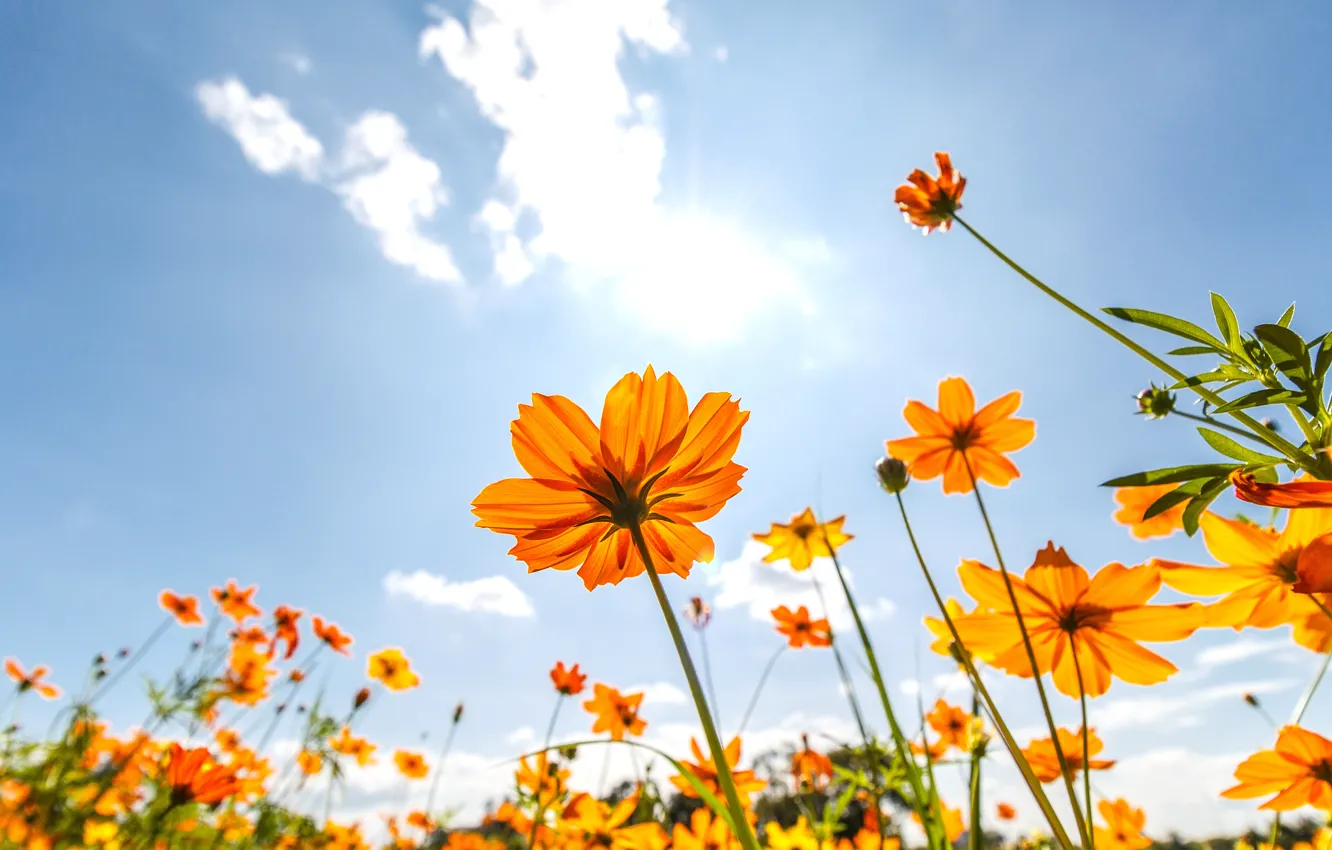 Photo wallpaper field, summer, the sky, the sun, flowers, colorful, meadow, summer