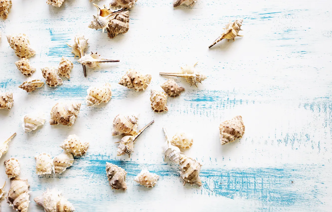 Photo wallpaper shell, summer, beach, vintage, wood, marine, seashells