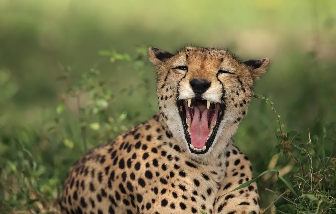Photo wallpaper kitty, vegetation, mouth, Cheetah
