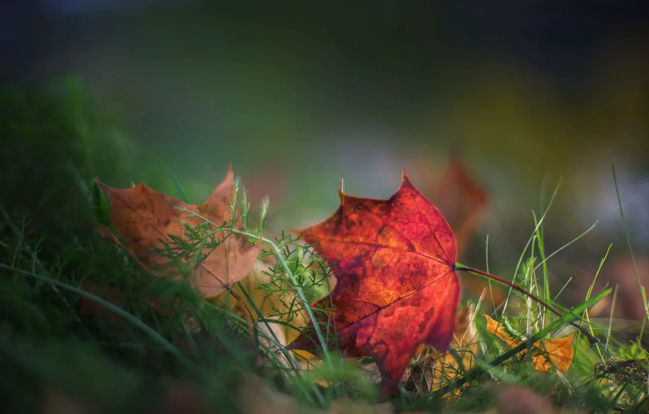 Photo wallpaper grass, leaves, bokeh