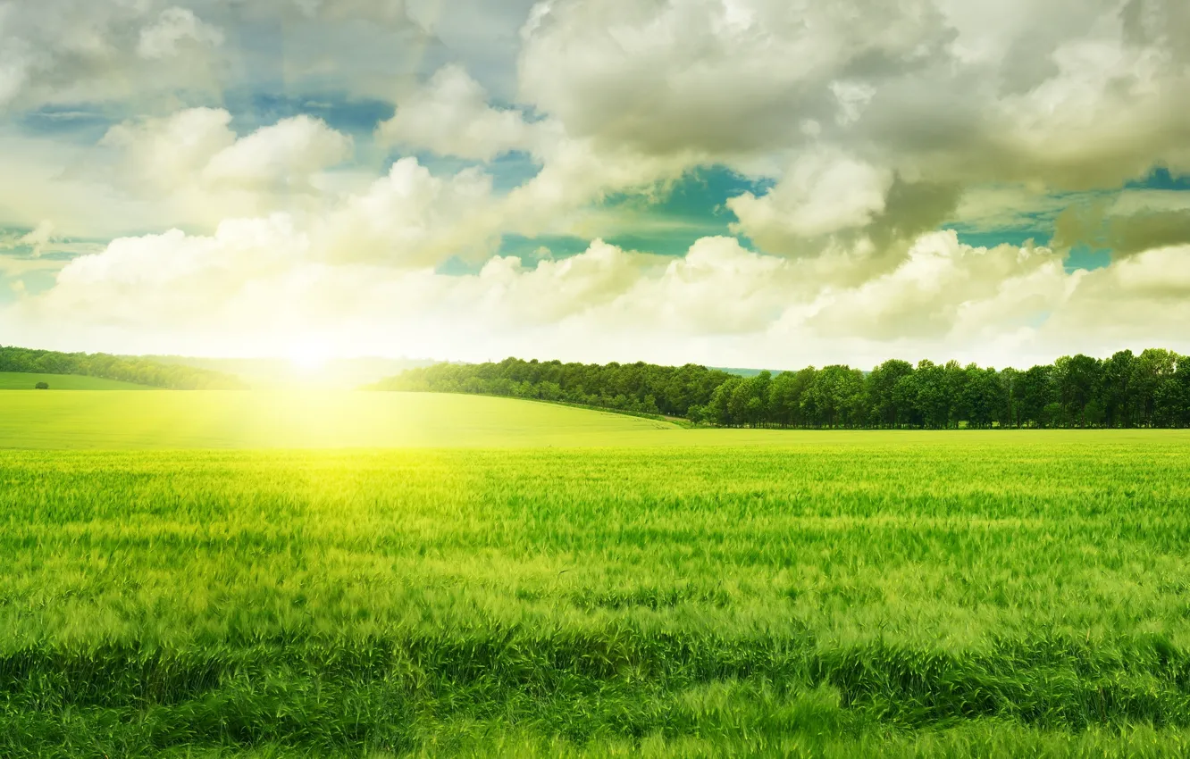 Photo wallpaper greens, the sky, grass, the sun, clouds