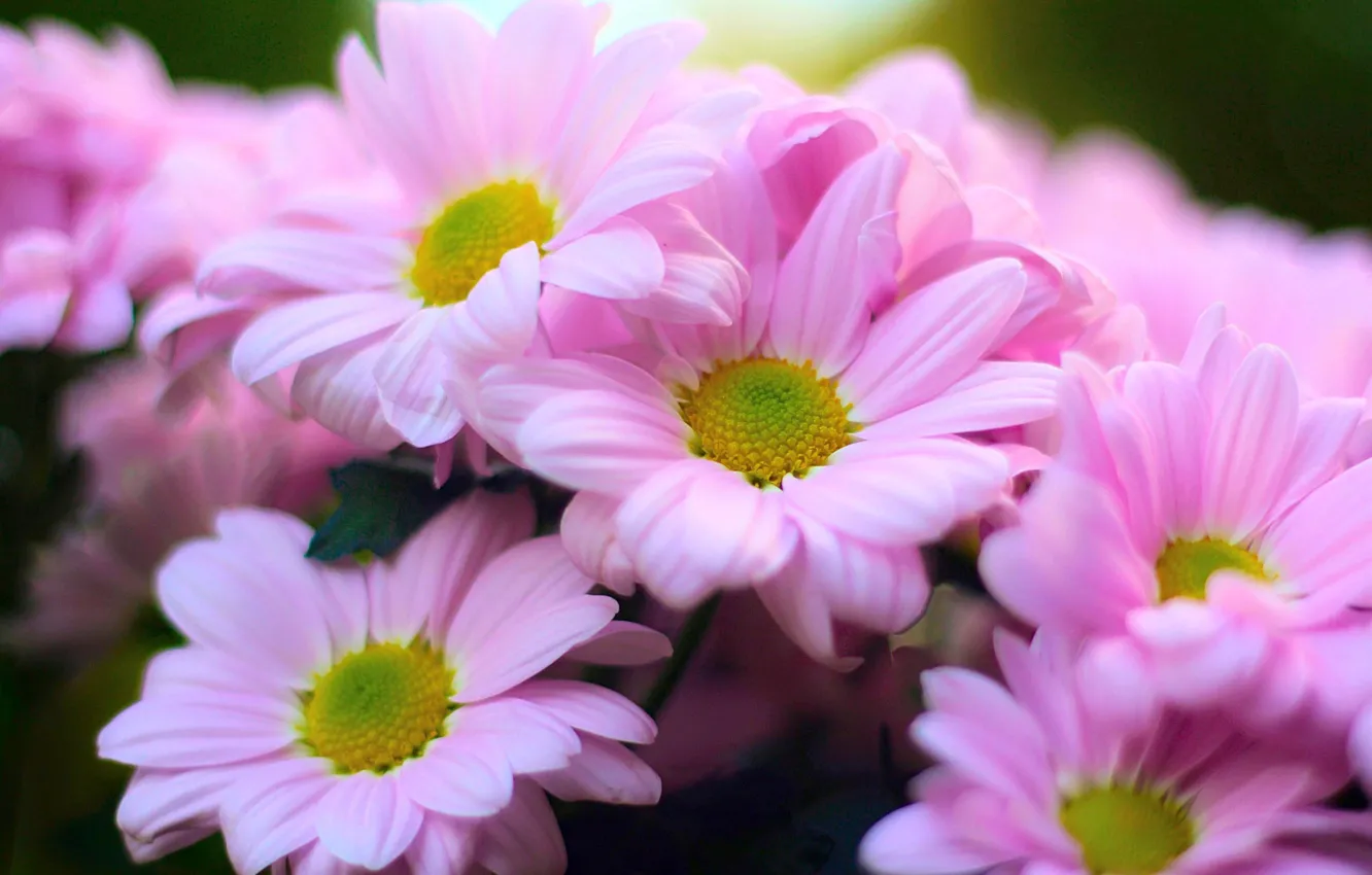 Photo wallpaper flowers, bouquet, pink chrysanthemum