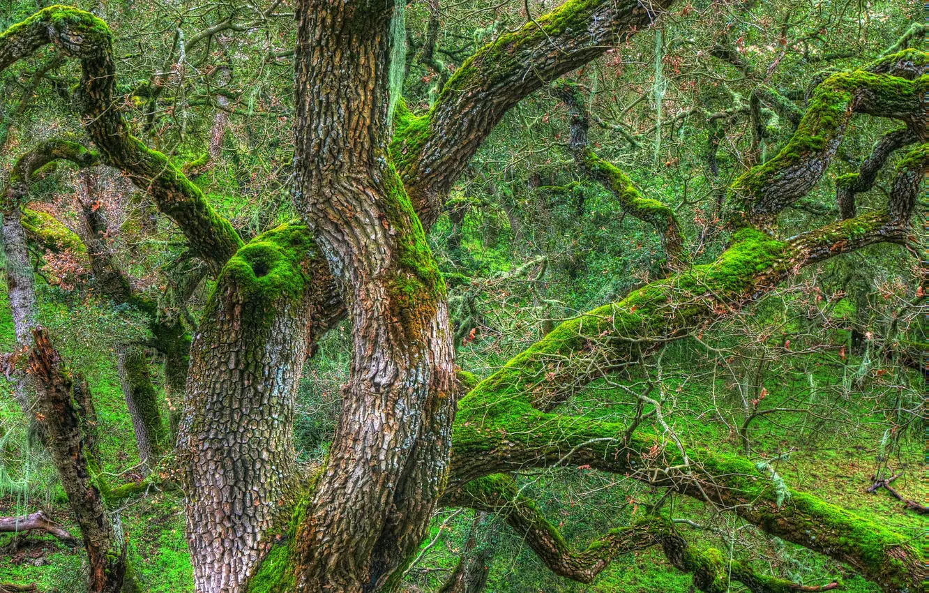 Photo wallpaper trees, branches, moss, HDR, trunk