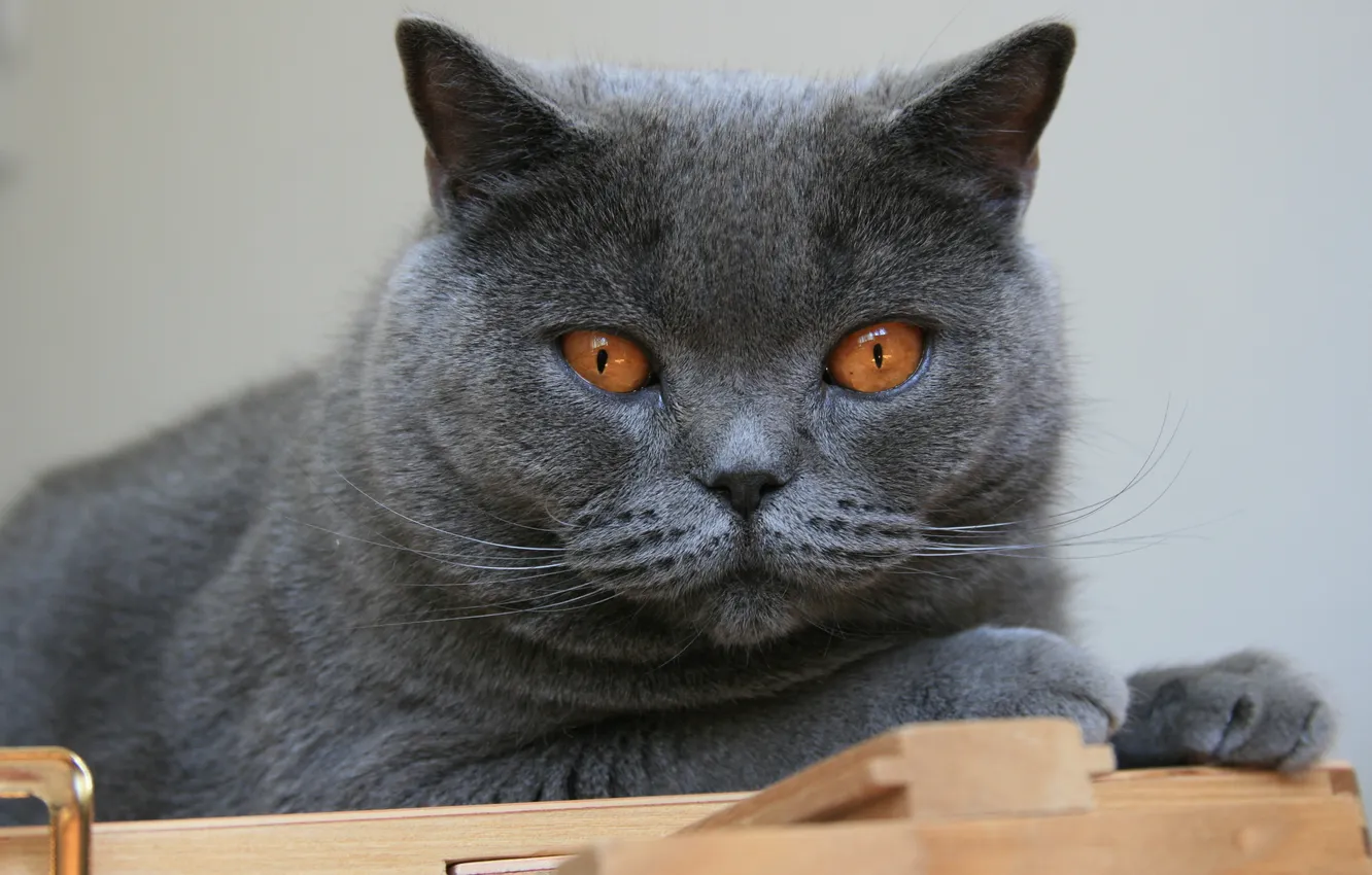 Photo wallpaper cat, cat, each, animal, Wallpaper, Hippo, peer