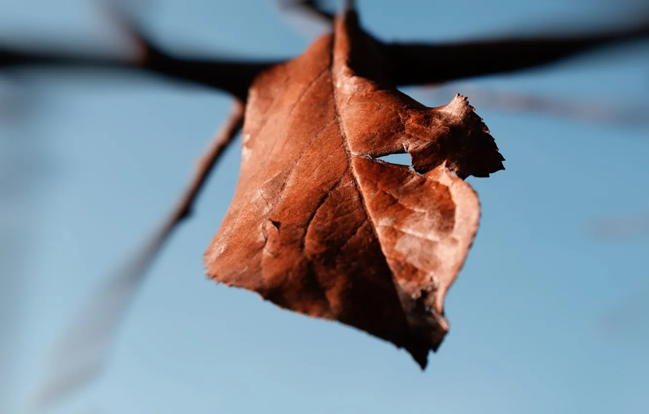 Photo wallpaper macro, sheet, wilting