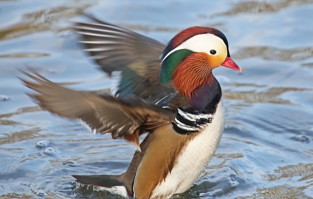 Photo wallpaper bird, wings, bathing, profile, duck, Tangerine