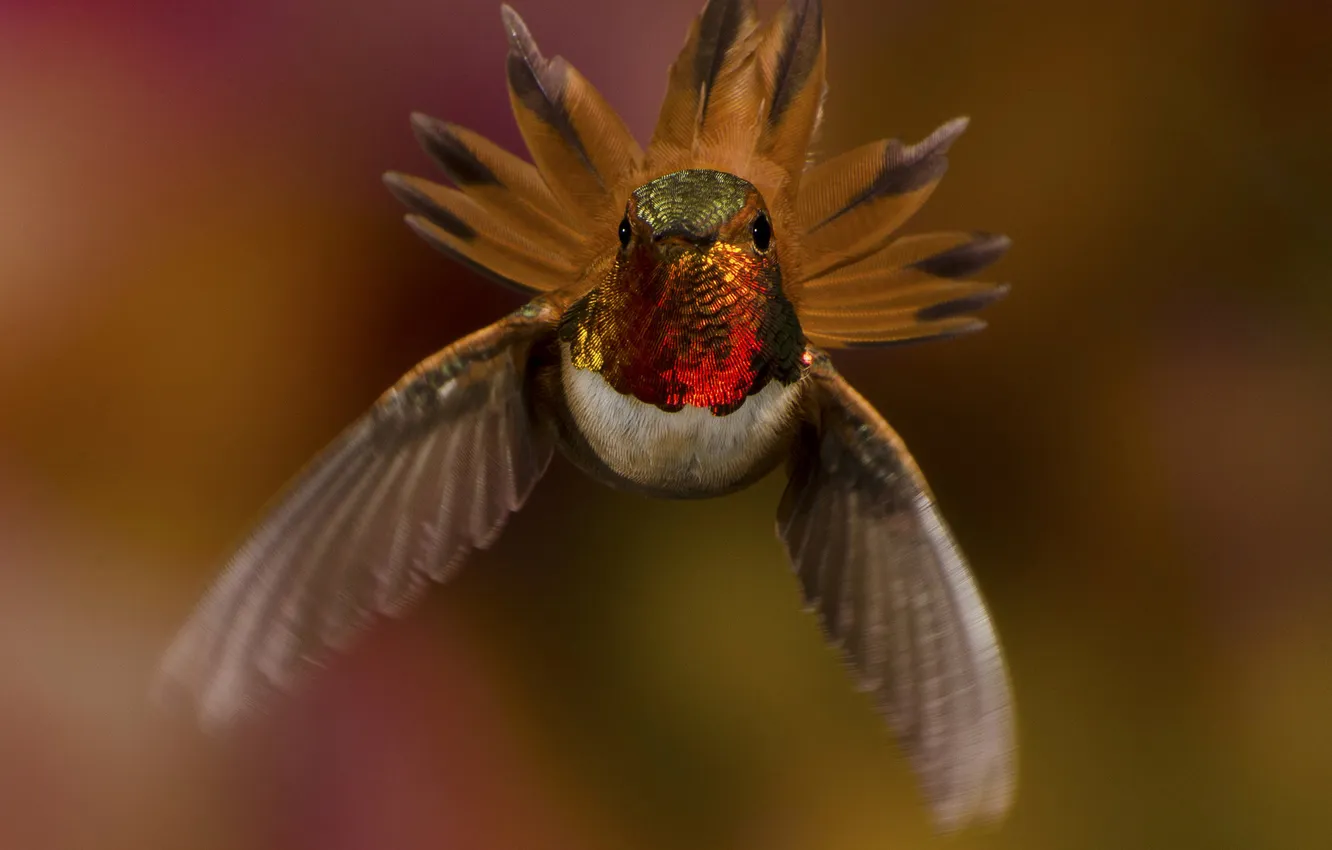 Photo wallpaper flight, nature, bird, Hummingbird