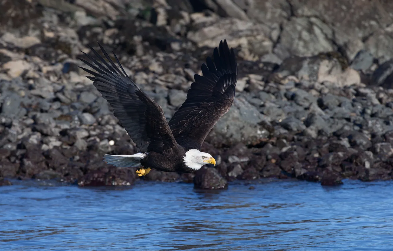 Photo wallpaper water, flight, bird, eagle