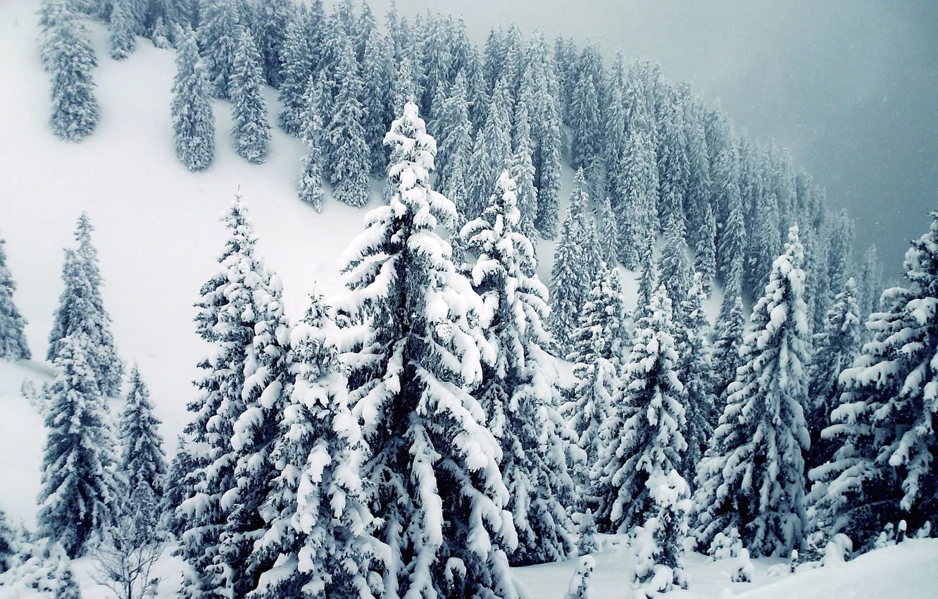 Photo wallpaper snow, branches, tree, mountain, the snow
