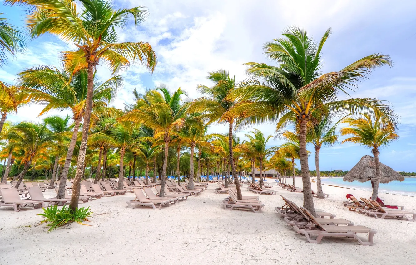 Photo wallpaper sand, autumn, beach, tropics, palm trees, sunbeds