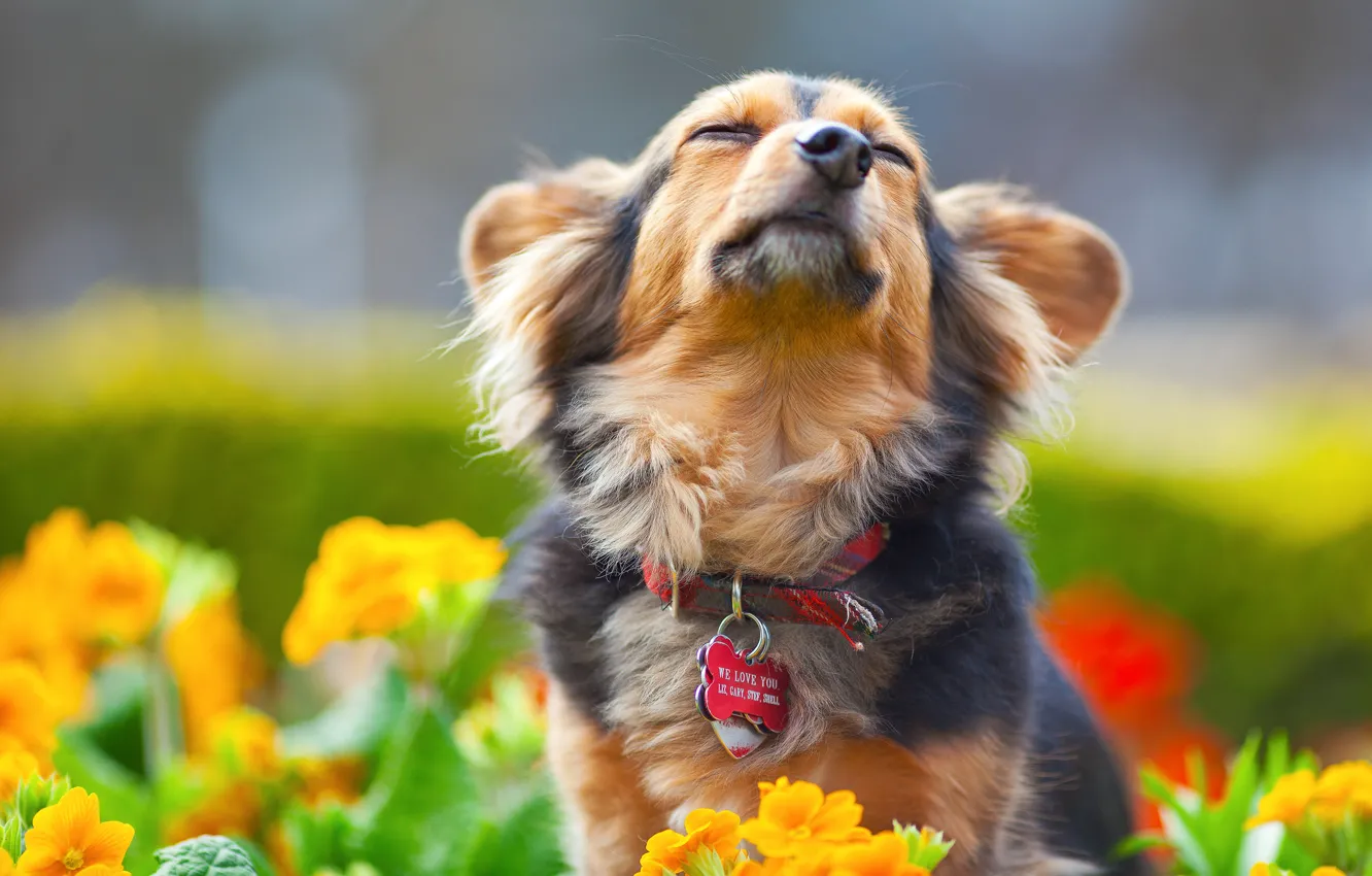 Photo wallpaper flowers, dog, muzzle, dog, collar, fun