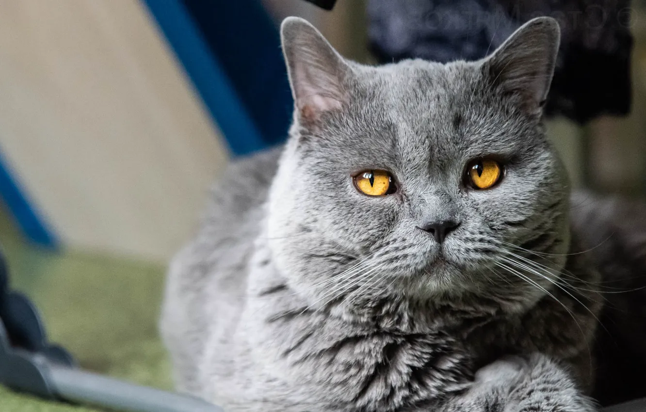 Photo wallpaper cat, cat, look, face, grey, background, portrait, fluffy