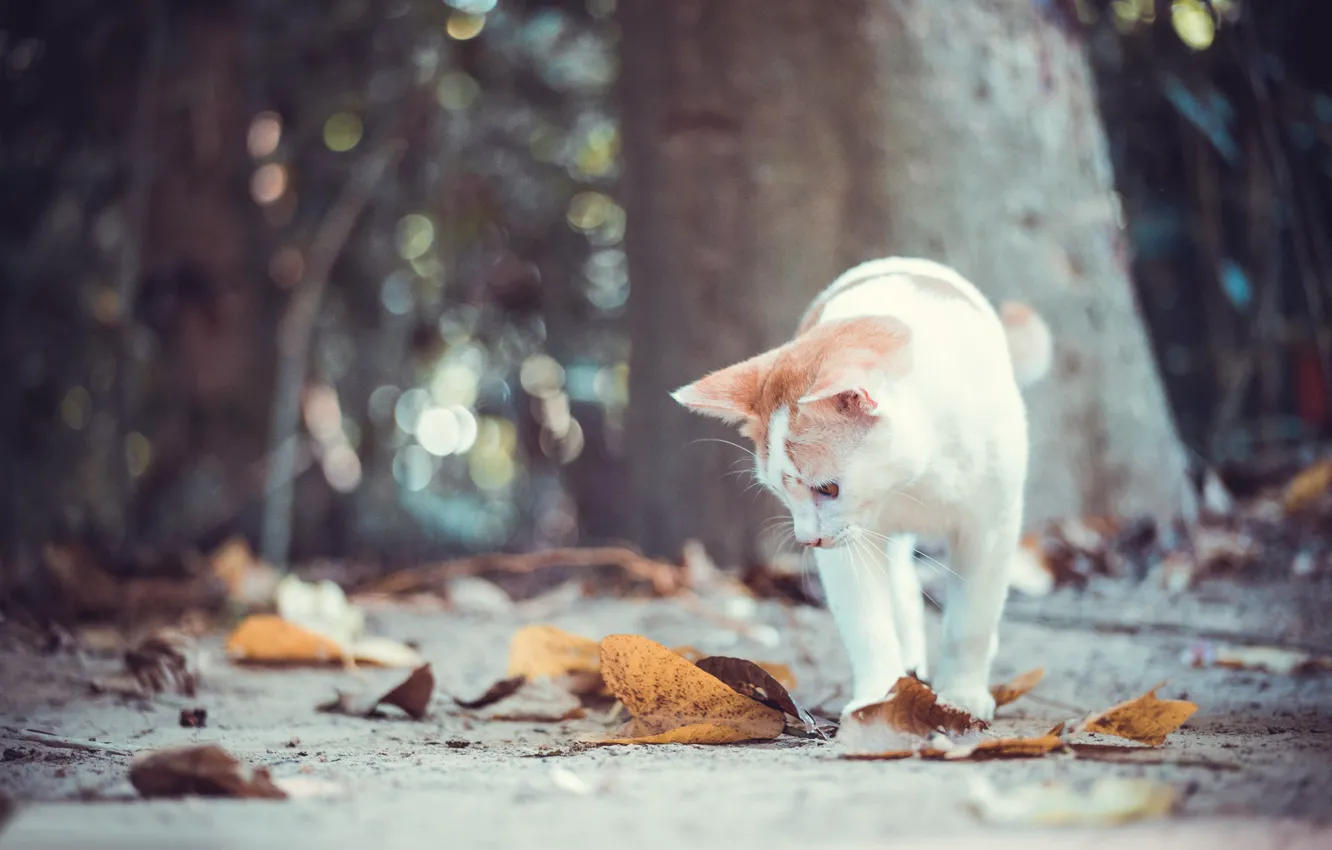 Photo wallpaper autumn, cat, cat, leaves, kitty, bokeh