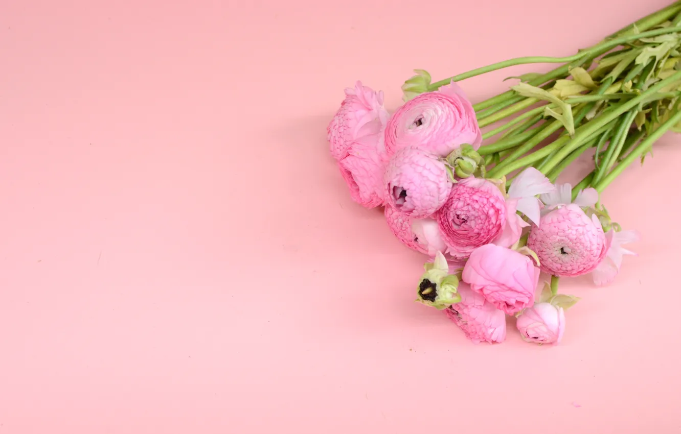 Photo wallpaper flowers, bouquet, pink, pink, flowers, ranunculus