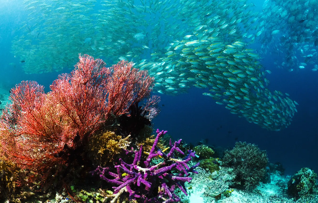 Photo wallpaper sea, fish, corals, cant, Underwater world