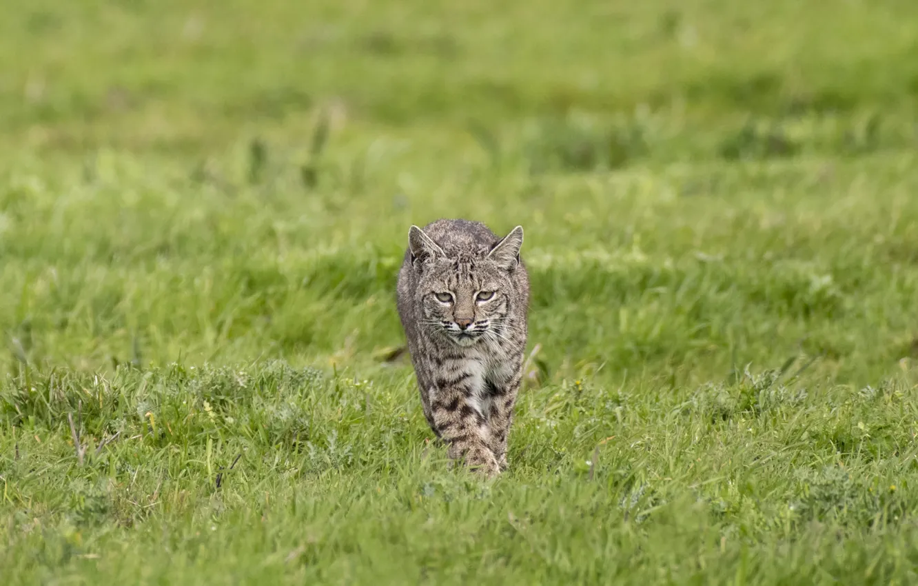 Photo wallpaper cats, nature, green grass, lynx