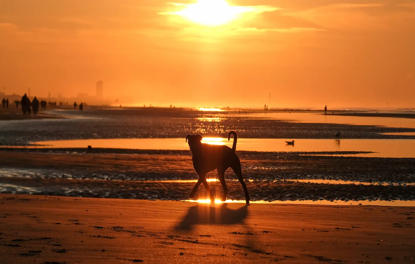 Photo wallpaper sea, beach, light, landscape, sunset, nature, shore, dog