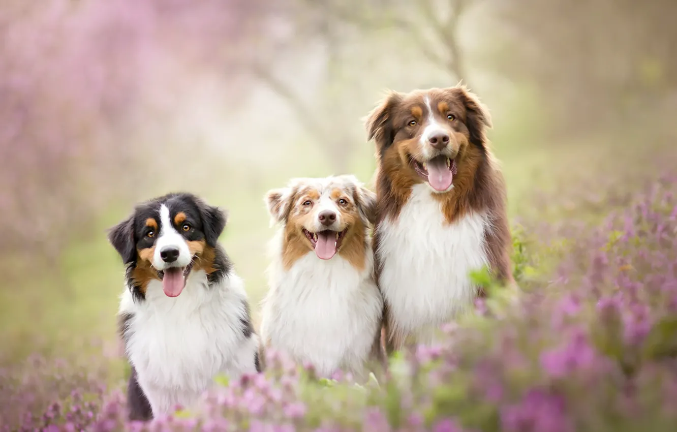 Photo wallpaper dogs, summer, friends