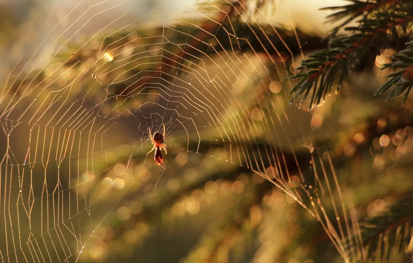 Photo wallpaper Spider, twig, spiders Web