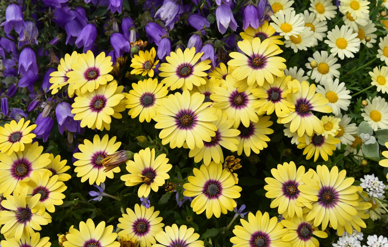 Photo wallpaper flowers, yellow, chamomile, garden, white, bells, flowerbed, the bushes
