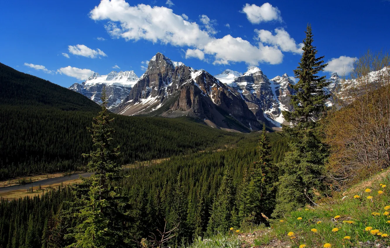 Photo wallpaper forest, mountains, stream, dandelion, ate, Canada, Albert, Banff National Park