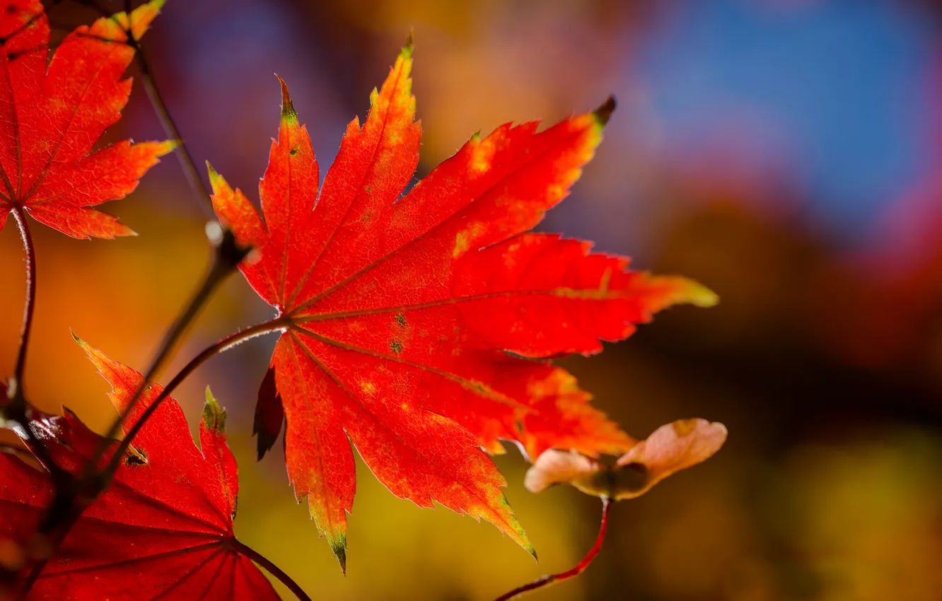 Photo wallpaper leaves, macro, branch, red, maple, autumn