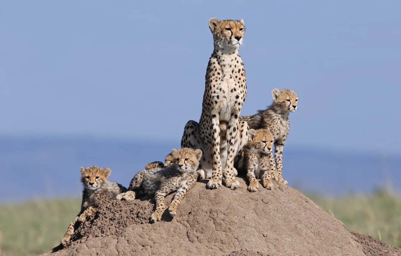Photo wallpaper cat, hills, family, Cheetah, cub, family