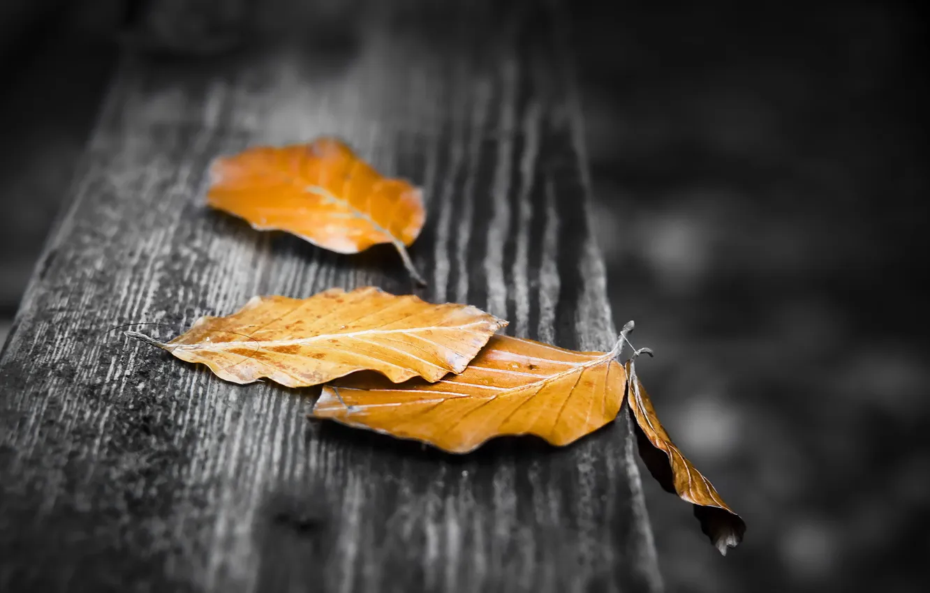 Photo wallpaper autumn, leaves, nature