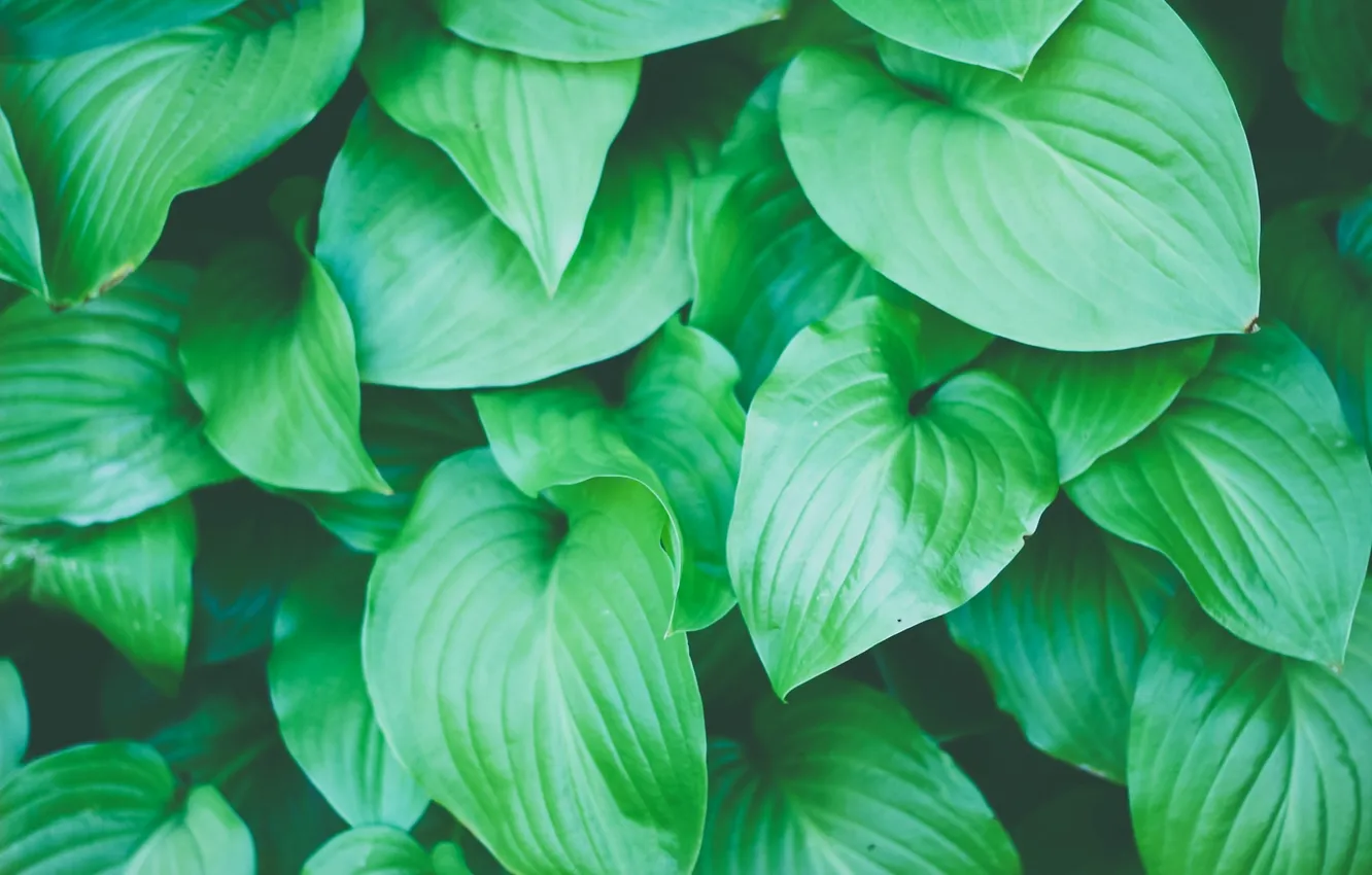 Photo wallpaper leaves, green, a lot