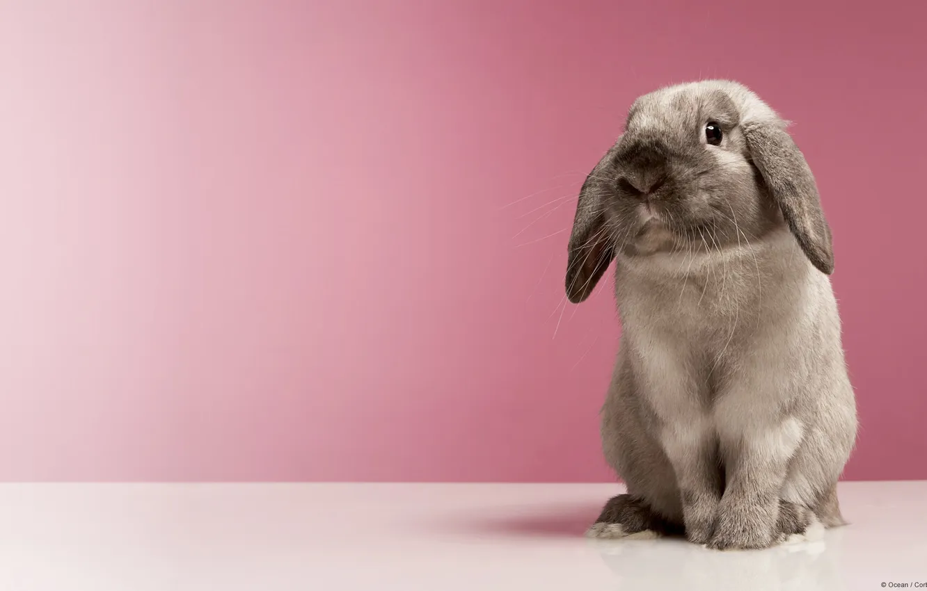 Photo wallpaper grey, rabbit, home