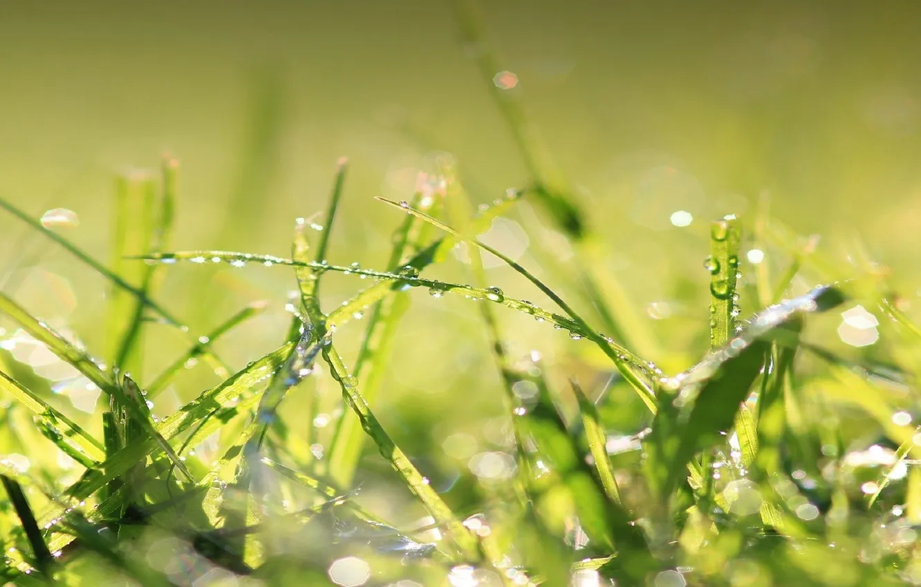 Photo wallpaper greens, grass, drops
