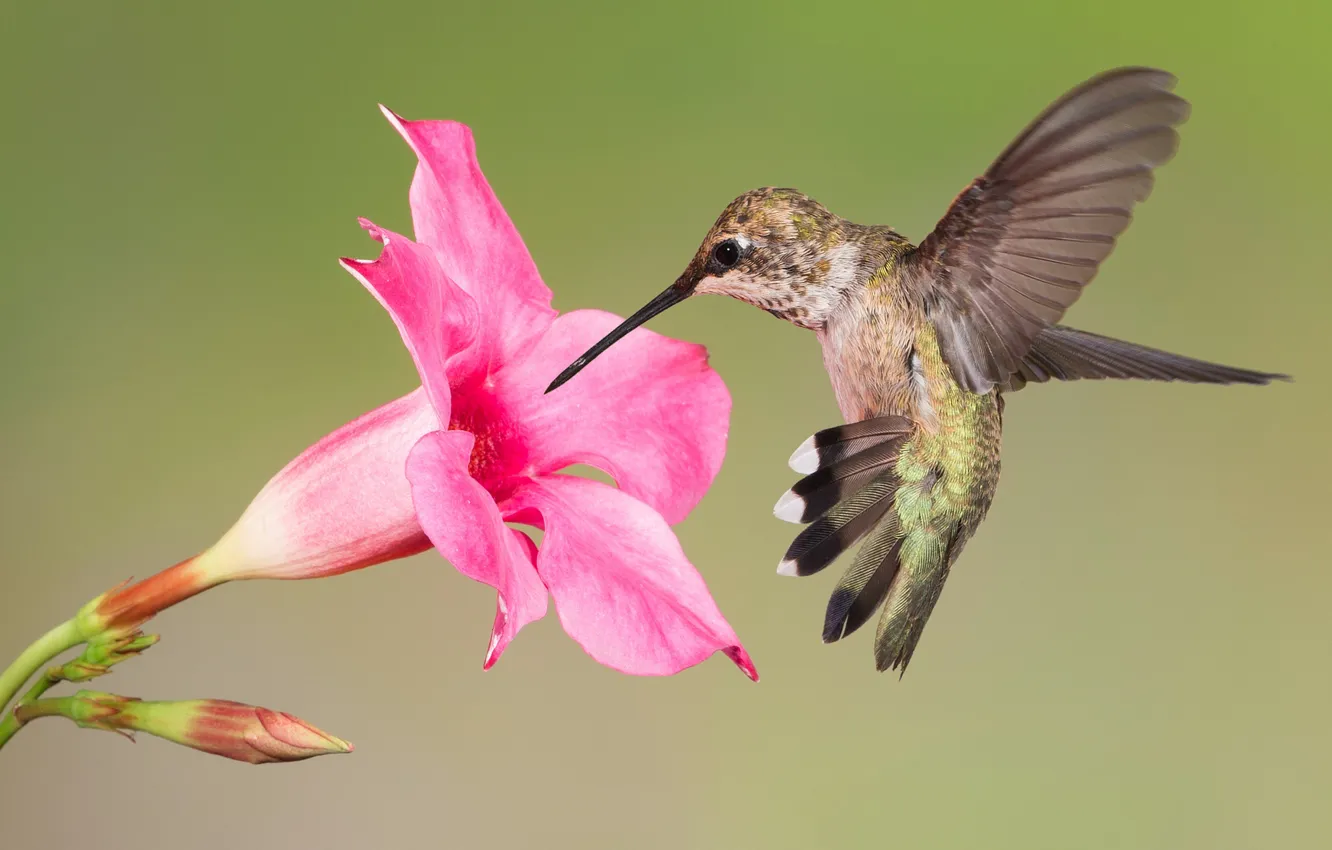 Photo wallpaper flowers, bird, wings, beak, Hummingbird, Montenegro archilochus
