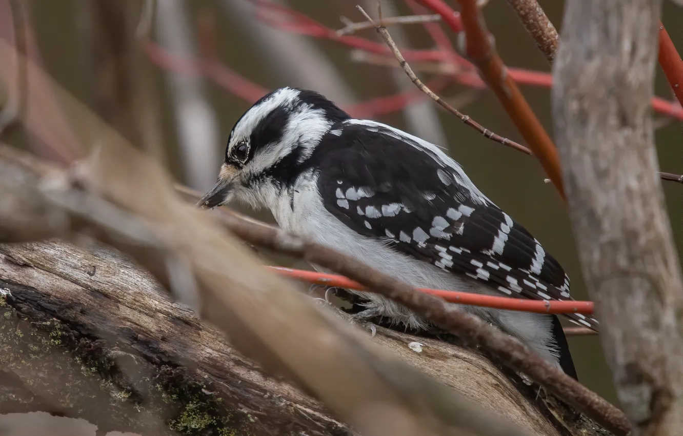Photo wallpaper trees, branches, bird, woodpecker, bokeh