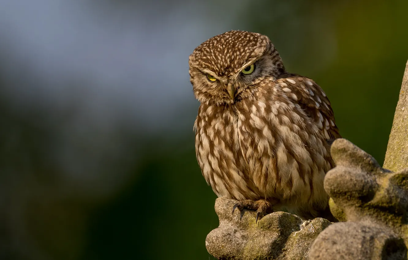 Photo wallpaper background, owl, bird, The little owl