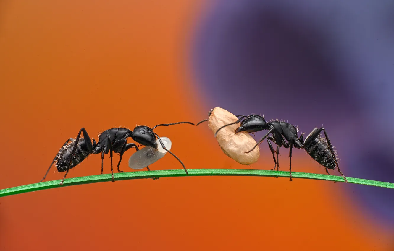 Photo wallpaper grass, macro, meeting, ants, bokeh, ants, porter, Ganev Tsvetan