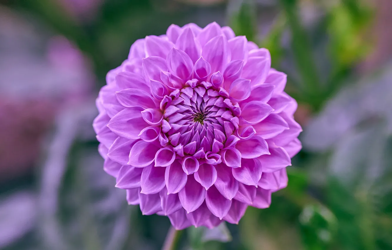 Photo wallpaper flower, macro, background, lilac, Dahlia, bokeh