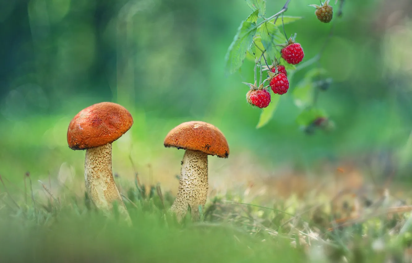 Photo wallpaper raspberry, photo, mushrooms